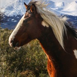 Meet your Posher, Checheri